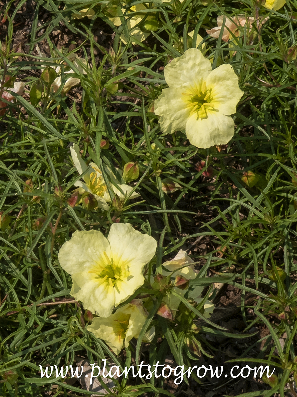 'Lady Bird' series Texas Primrose (Calylophus) | Plants To Grow Plants ...