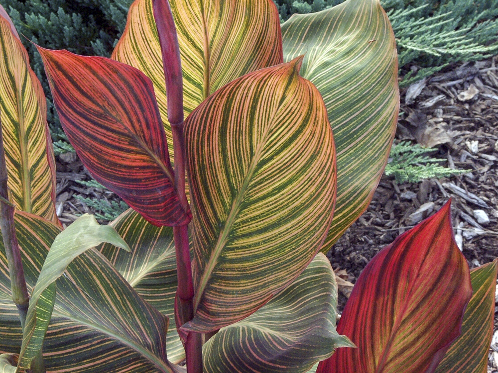 Tropicanna Canna | Plants To Grow Plants Database by Paul S. Drobot