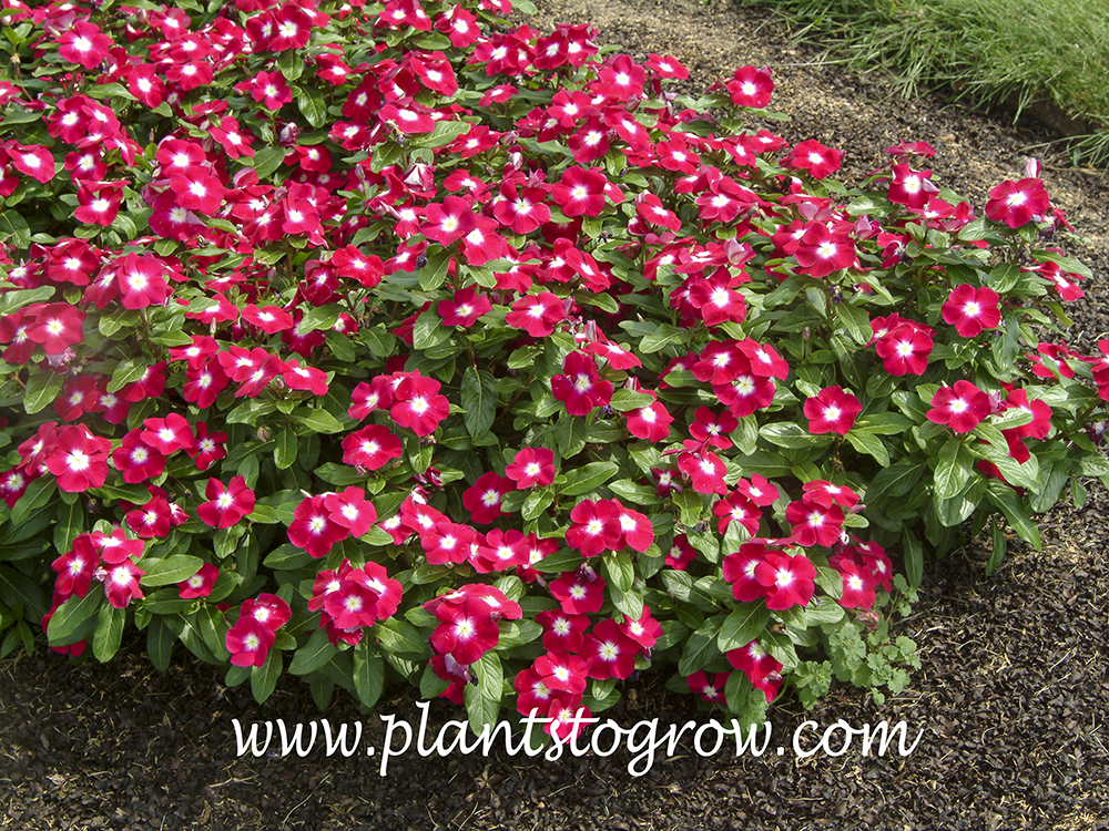 Madagascar periwinkle (Catharathus roseus) | Plants To Grow Plants ...