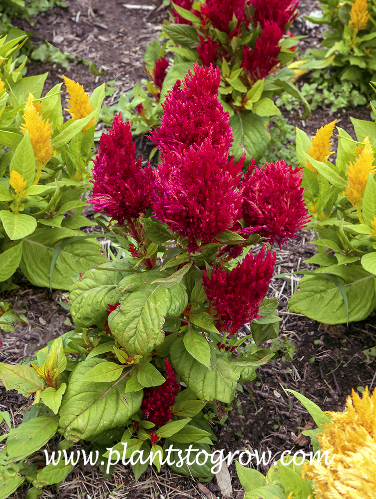 First Flame Celosia (Celosia) | Plants To Grow Plants Database by Paul ...