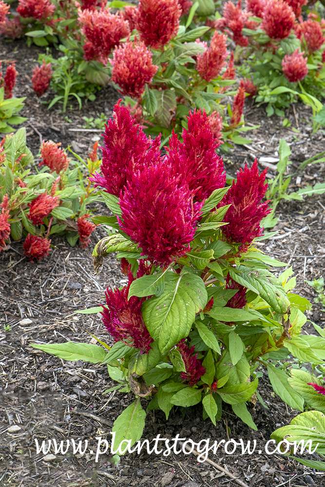 First Flame Celosia (Celosia) | Plants To Grow Plants Database by Paul ...