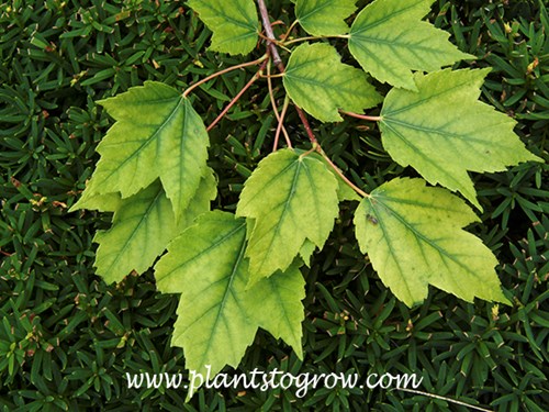 A plant with iron deficiency will have green veins and yellow inner tissue. These leaves are Red Maple.