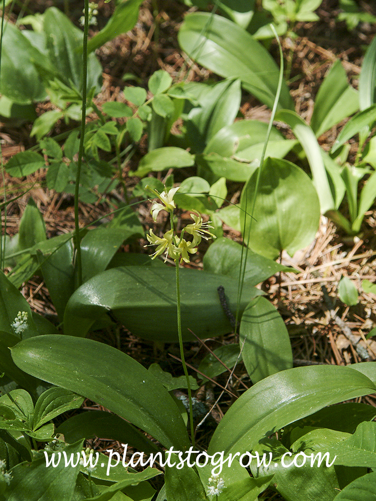 Blue Bead Lily (Clintonia borealis) | Plants To Grow Plants Database by ...