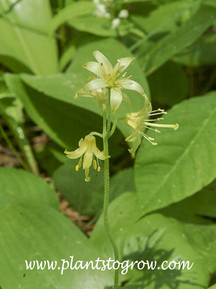 Blue Bead Lily (Clintonia borealis) | Plants To Grow Plants Database by ...