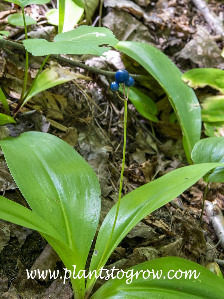 Blue Bead Lily (Clintonia borealis) | Plants To Grow Plants Database by ...