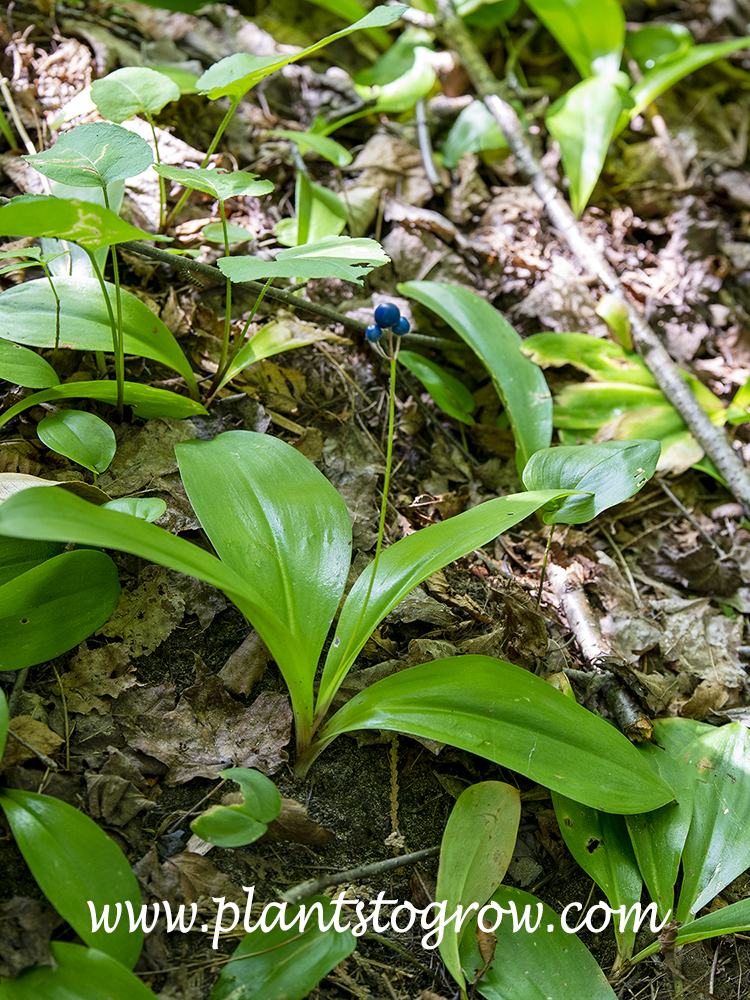 Blue Bead Lily (Clintonia borealis) | Plants To Grow Plants Database by ...