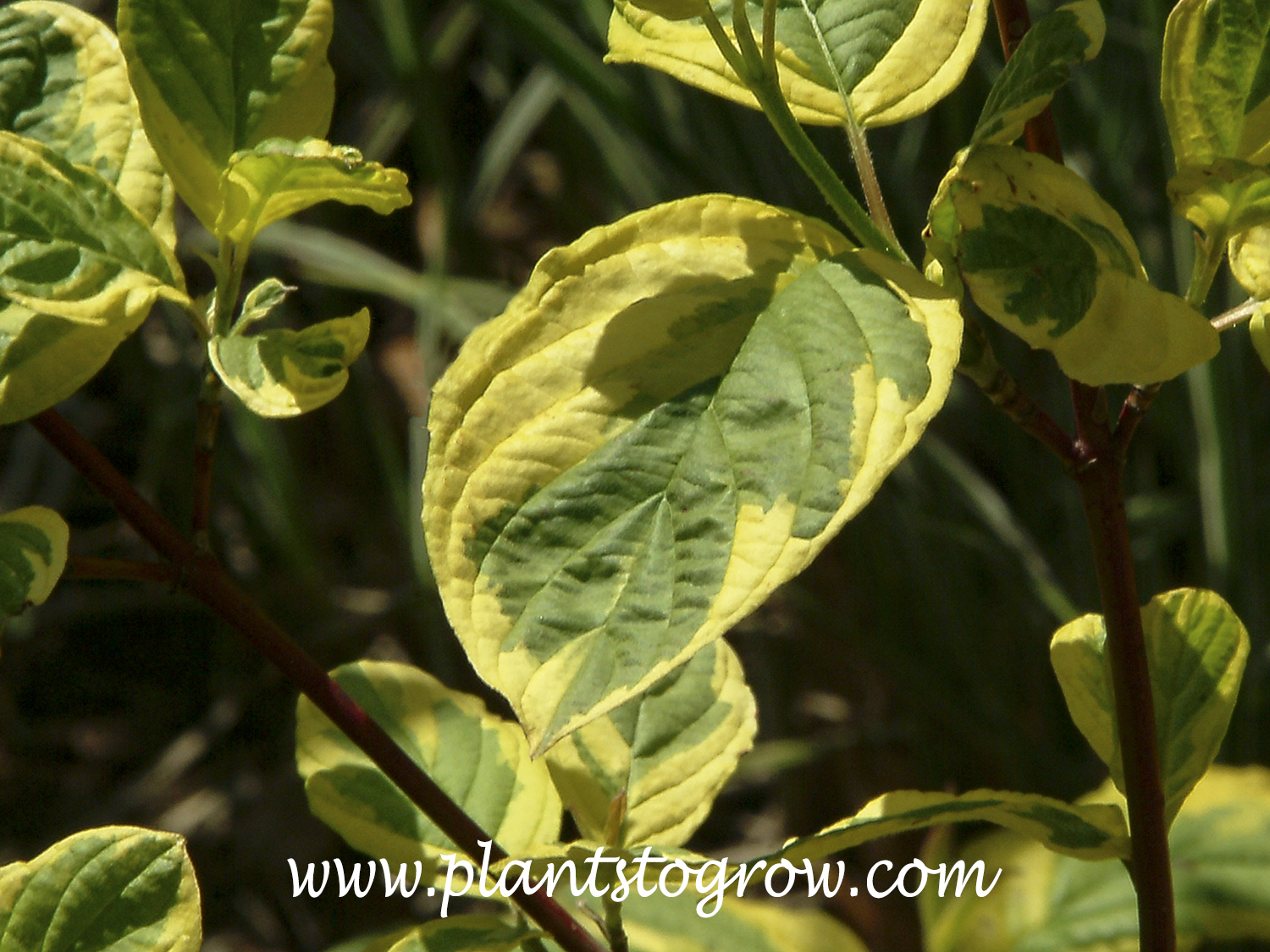 Hedgerows Gold Dogwood (Cornus sericea) | Plants To Grow Plants ...