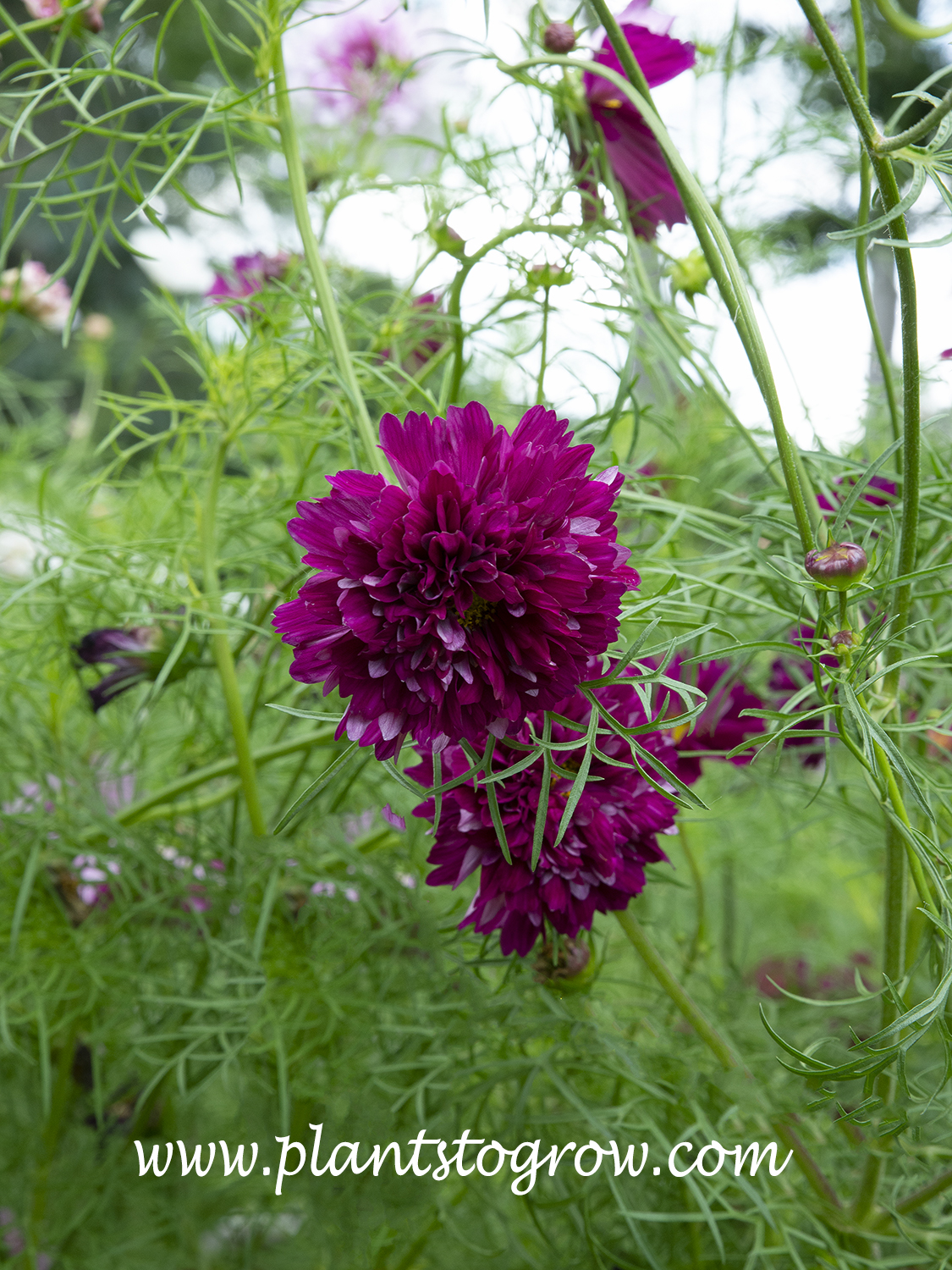 'Cosmos Double Click' series | Plants To Grow Plants Database by Paul S ...