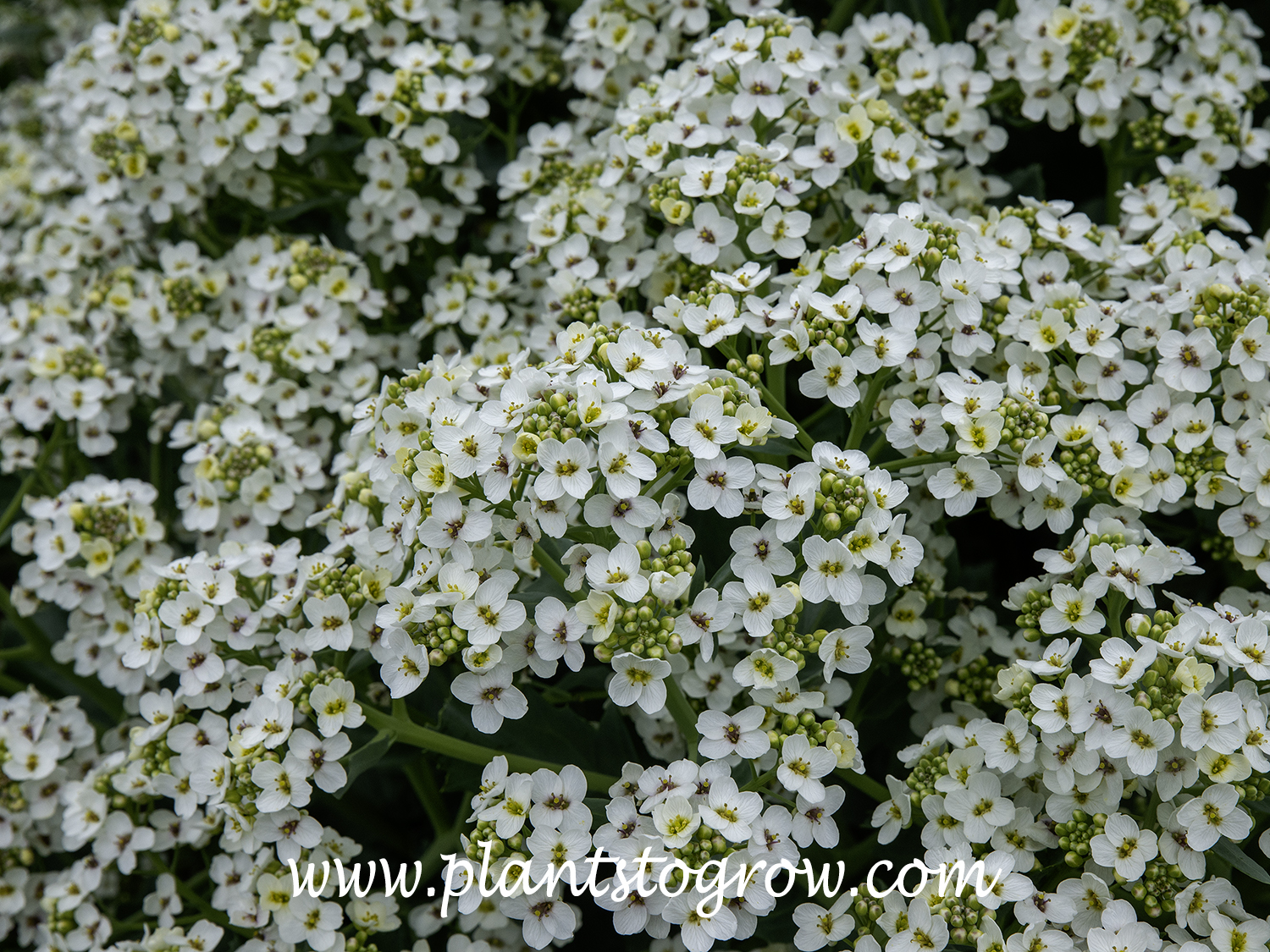 Sea Kale (Crambe maritima) | Plants To Grow Plants Database by Paul S ...