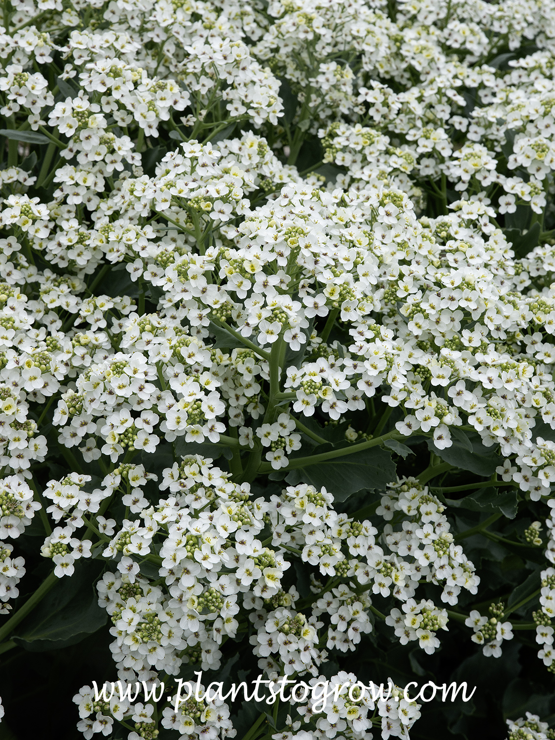 Sea Kale (Crambe maritima) | Plants To Grow Plants Database by Paul S ...