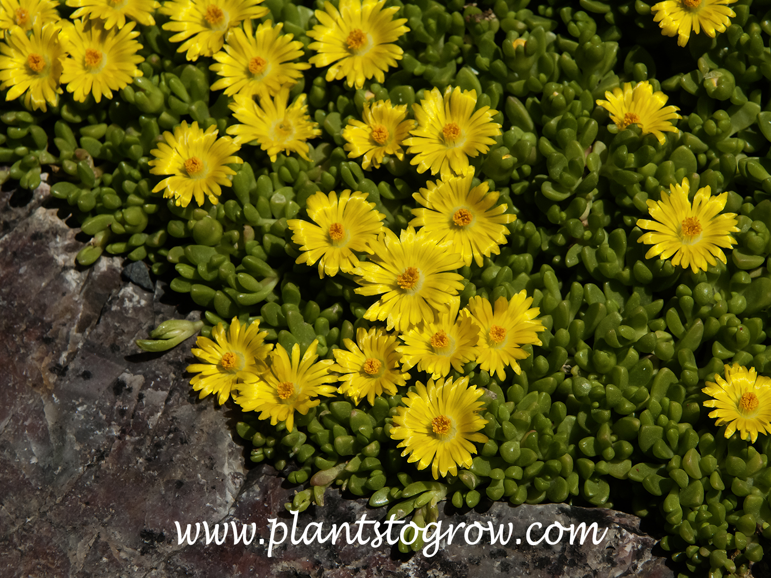 Yellow Ice Plant (Delosperma nubigenum) | Plants To Grow Plants ...