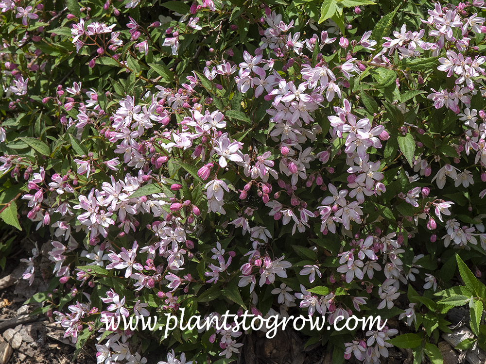 Yuki Cherry Blossom Deutzia (Deutzia) | Plants To Grow Plants Database ...