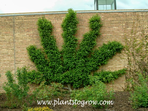 A fan shaped espalier