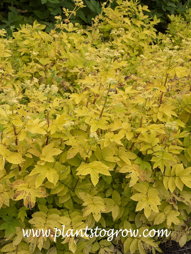 Meadow Sweet (Filipendula ulmaria 'aurea') | Plants To Grow Plants ...