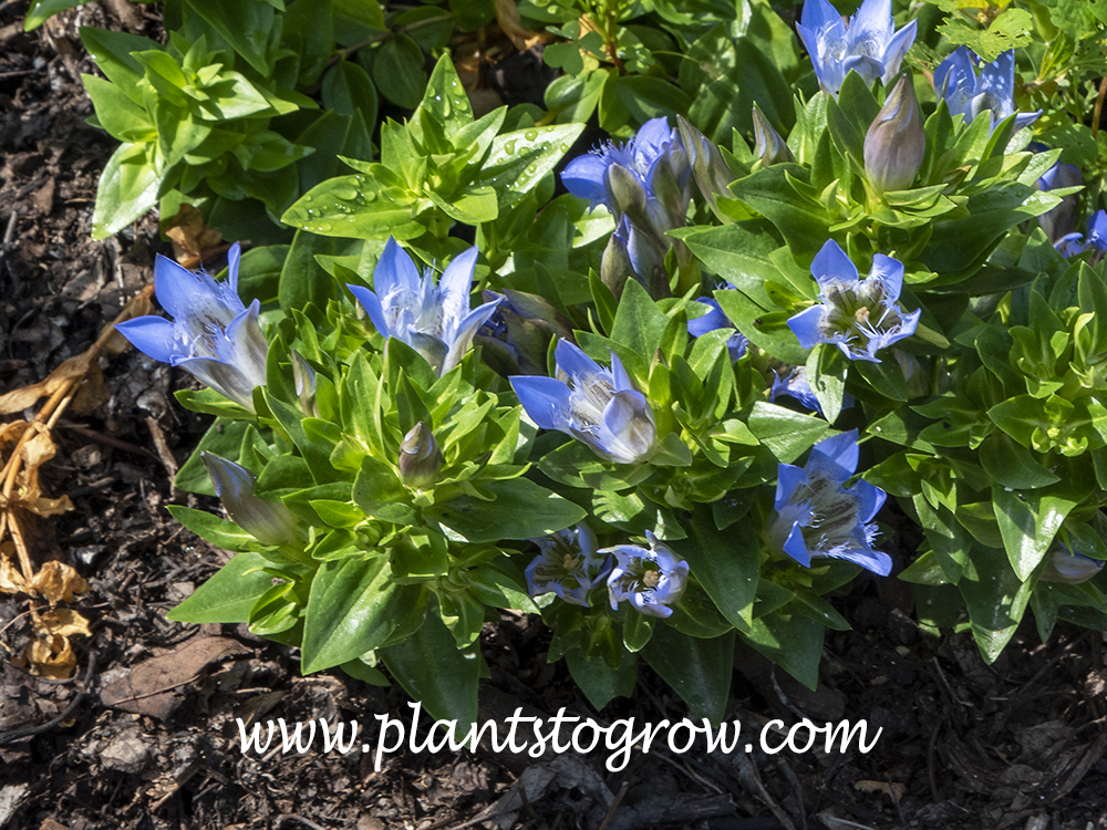 Summer Gentian (Gentiana septemfida var. lagodechiana) | Plants To Grow ...