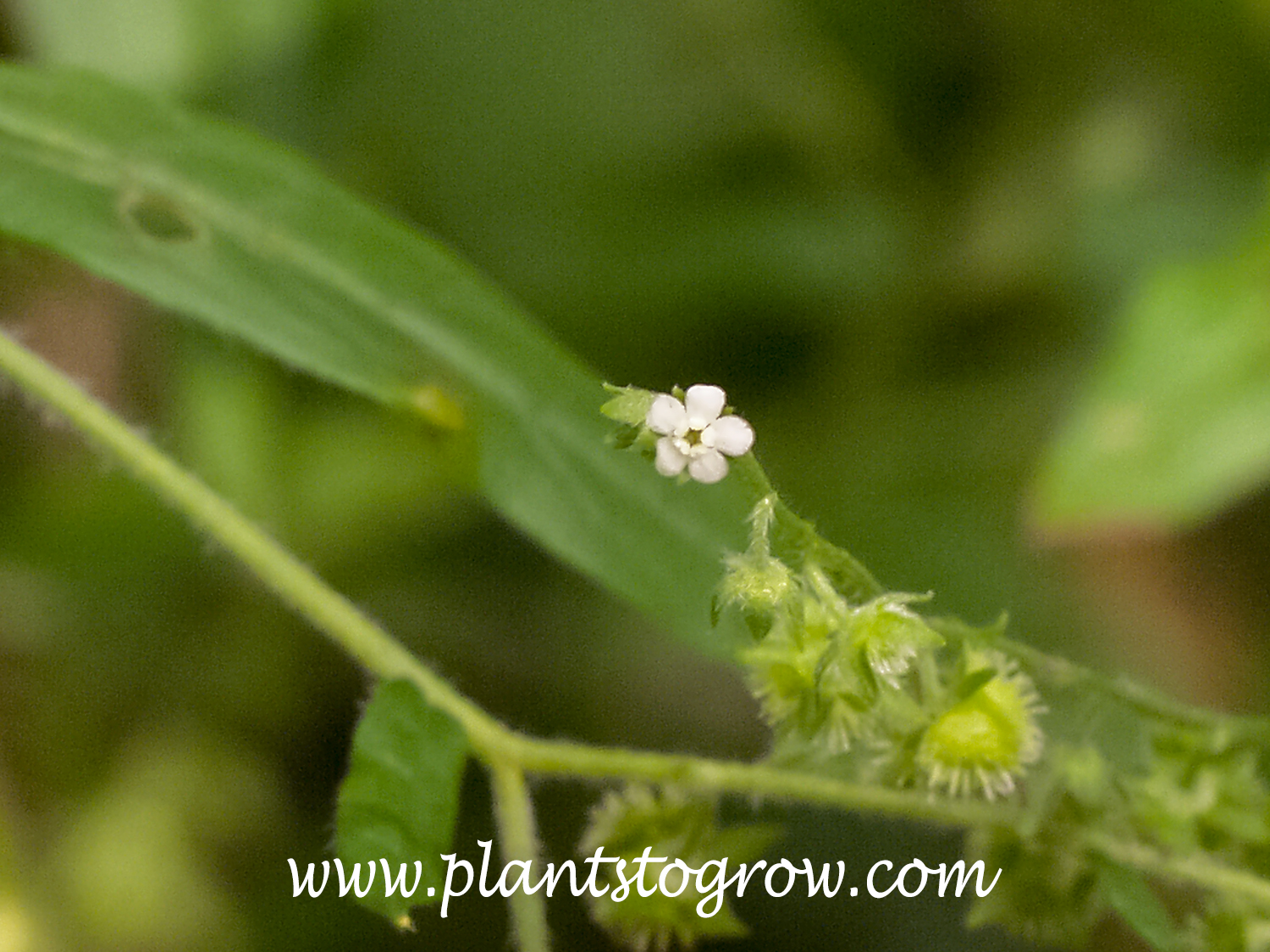 Virginia Stickseed (Hackelia virginiana) | Plants To Grow Plants ...