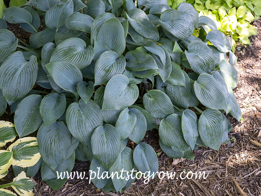 Hosta Blue Diamond | Plants To Grow Plants Database by Paul S. Drobot