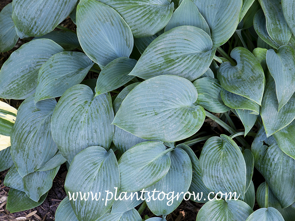 Hosta Blue Diamond | Plants To Grow Plants Database by Paul S. Drobot