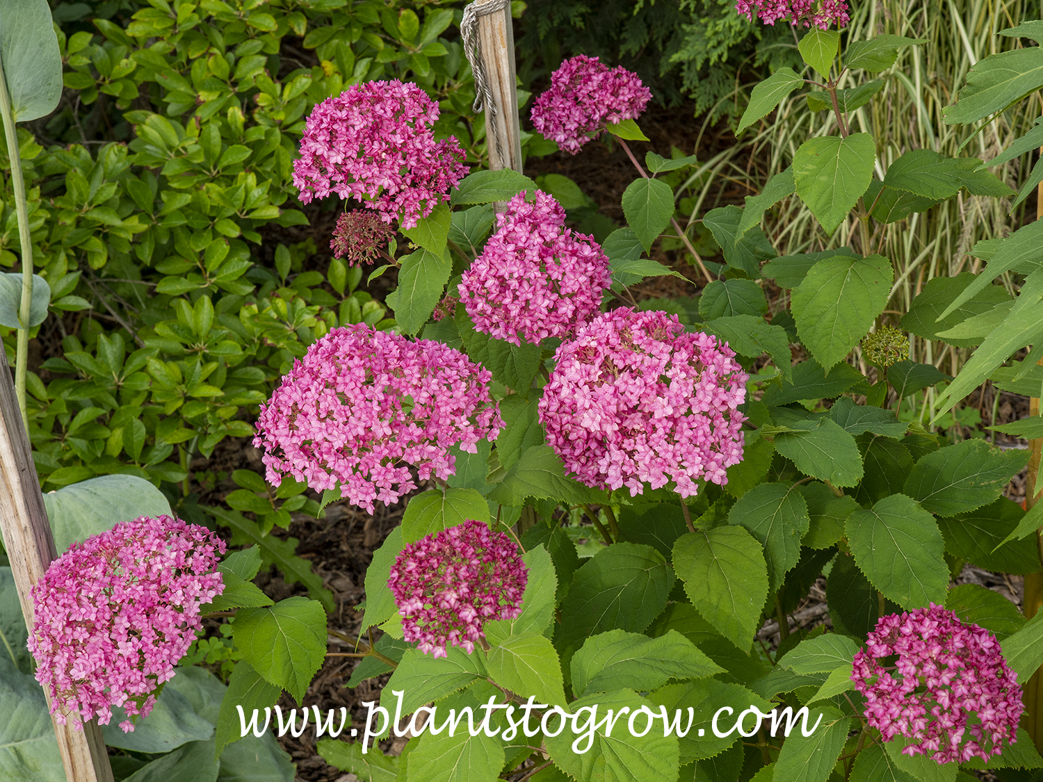 Bella Anna Hydrangea (Hydrangea arborescens) | Plants To Grow Plants ...