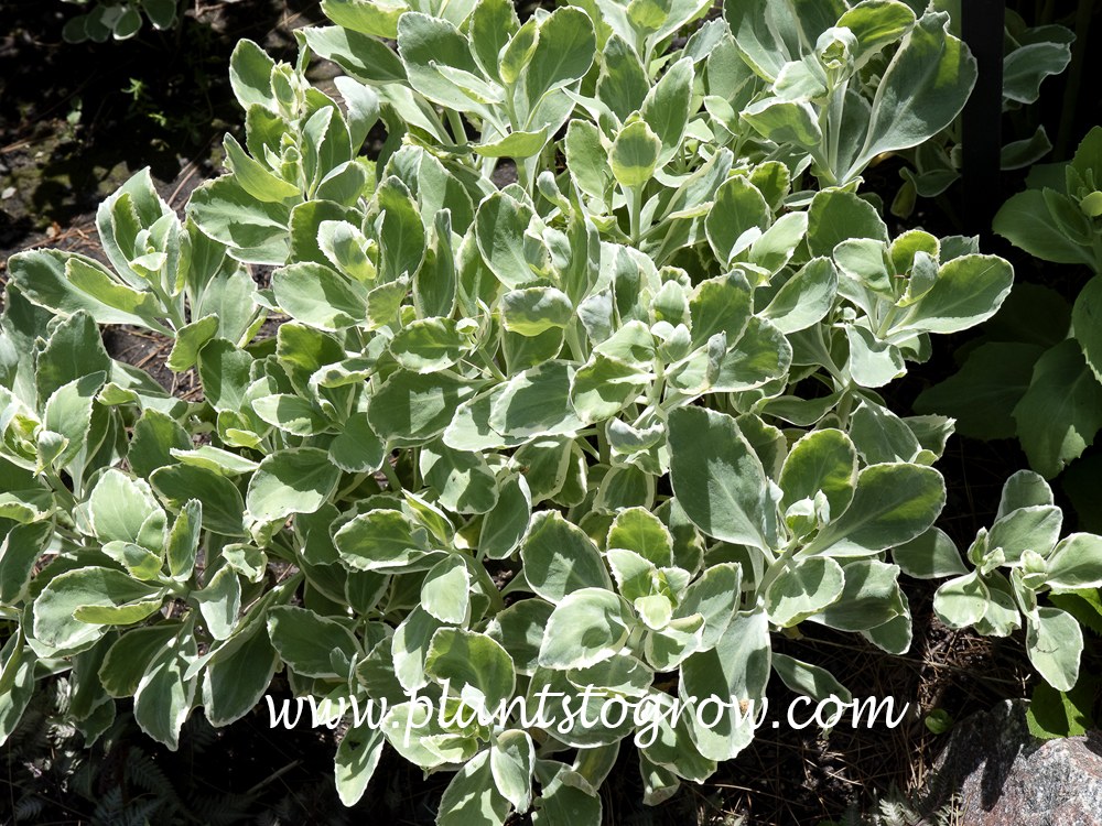 Frosty Morn Sedum (Hylotelephium) | Plants To Grow Plants Database by ...