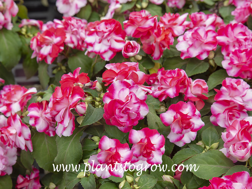 Impatiens Fiesta series | Plants To Grow Plants Database by Paul S. Drobot