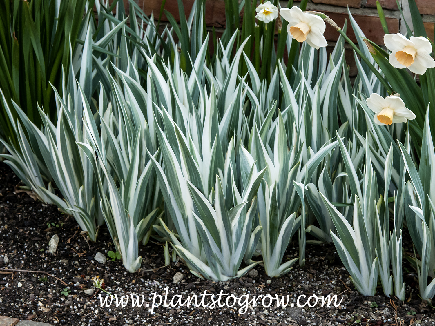 Dalmatian iris (Iris pallida) | Plants To Grow Plants Database by Paul ...