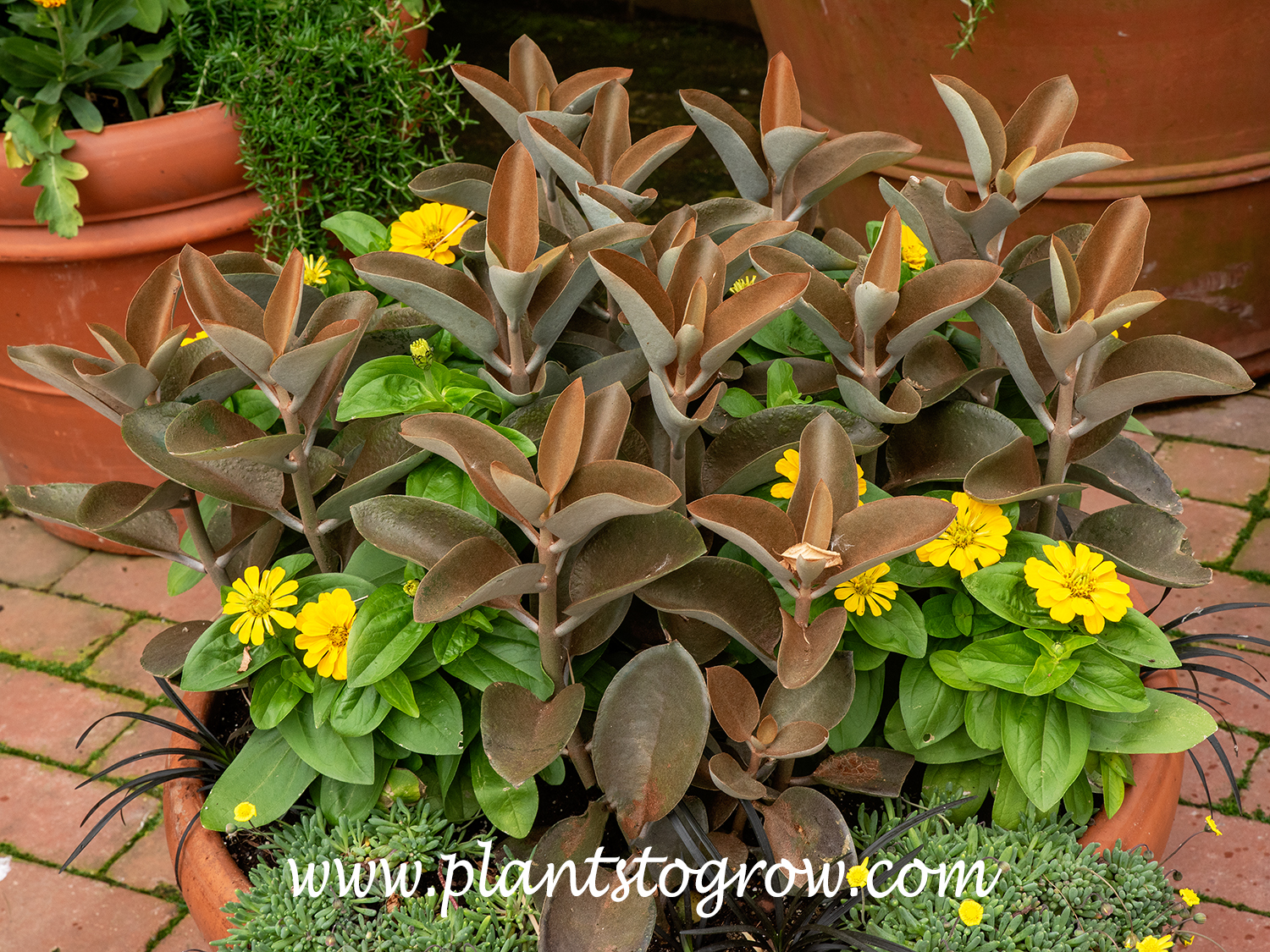 Copper Spoon (Kalanchoe orgyalis) | Plants To Grow Plants Database by ...