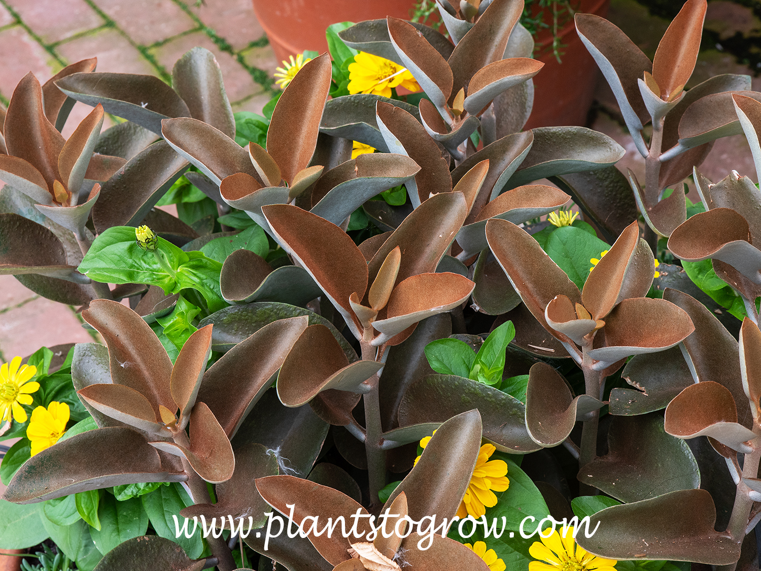 Copper Spoon (Kalanchoe orgyalis) | Plants To Grow Plants Database by ...