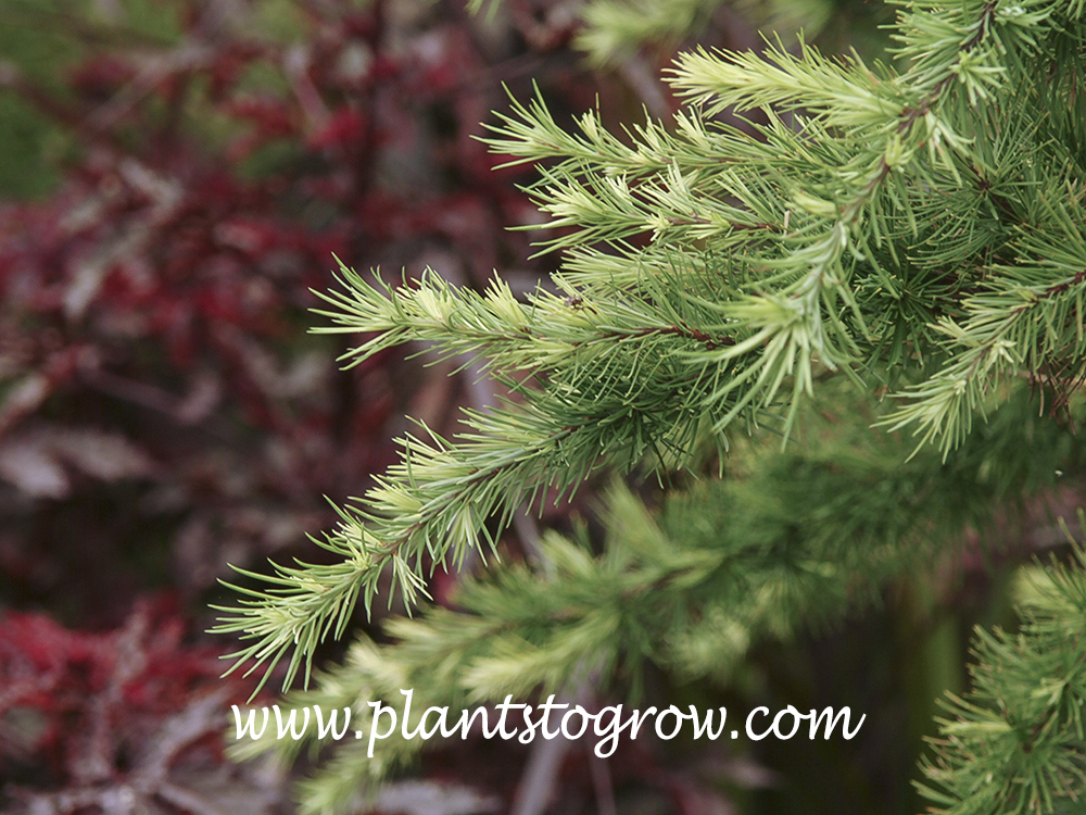 ' Little Bogle' European larch (Larix decidua) | Plants To Grow Plants ...