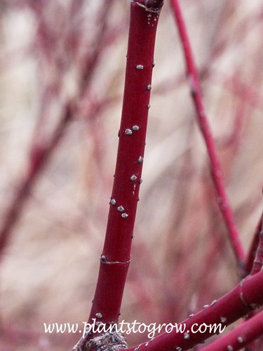 Lenticels on the red bark of a Red Twig Dogwood (Cornus)