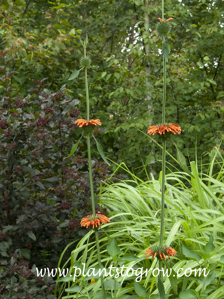 Lions Tail (Leonotis leonurus) | Plants To Grow Plants Database by Paul ...