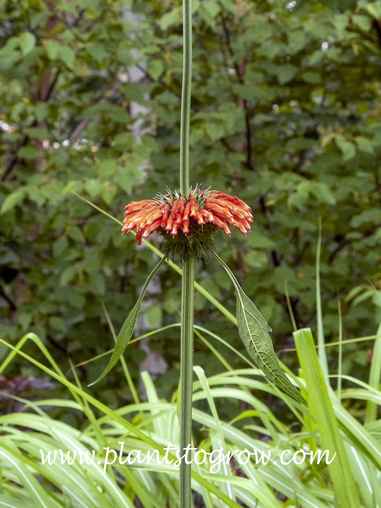 Lions Tail (Leonotis leonurus) | Plants To Grow Plants Database by Paul ...