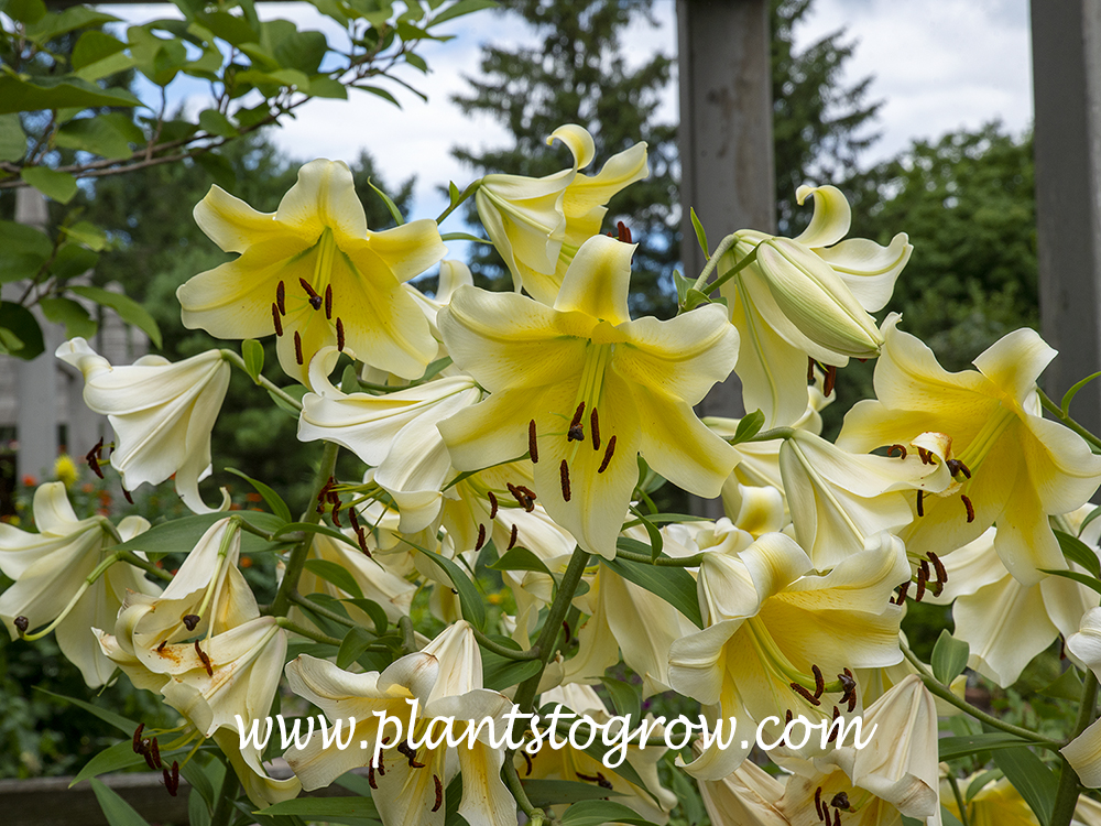 Conca d'Or Oriental Lily (Lilium Orienpet) | Plants To Grow Plants ...