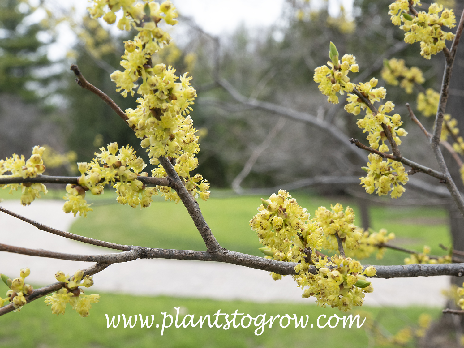 Spice Bush (Lindera benzoin) | Plants To Grow Plants Database by Paul S ...