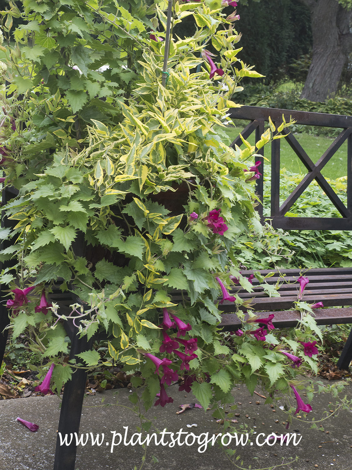 Wine Red Creeping Gloxinia (Lophospermum erubescens) | Plants To Grow ...