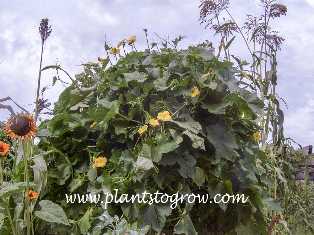 Sponge Gourd (Luffa aegyptiaca) | Plants To Grow Plants Database by ...