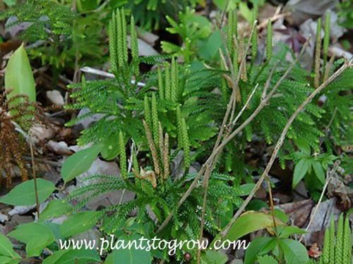 Lycopodium goes by the common name of Club Moss or Christmas pine. The club like structure near the top of the plant is the strobilus.