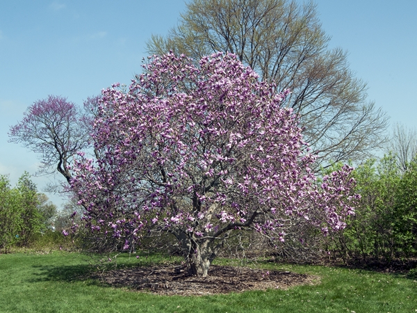 Magnolia Betty | Plants To Grow Plants Database by Paul S. Drobot