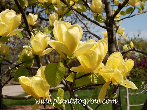 Magnolia 'Lois' | Plants To Grow Plants Database by Paul S. Drobot