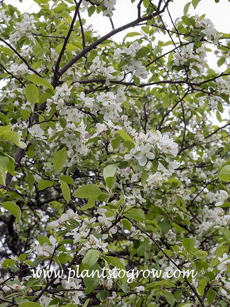 Gorgeous Ornamental Crabapple | Plants To Grow Plants Database by Paul ...