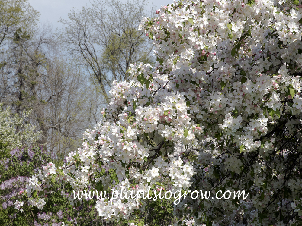 Red Jade Ornamental Crabapple (malus) 