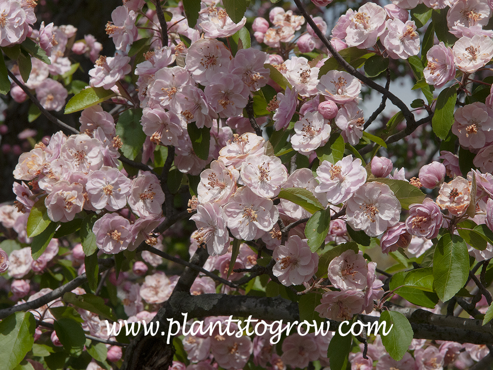 Klehm's Imp Bechtel Crab (Malus ioensis) | Plants To Grow Plants ...