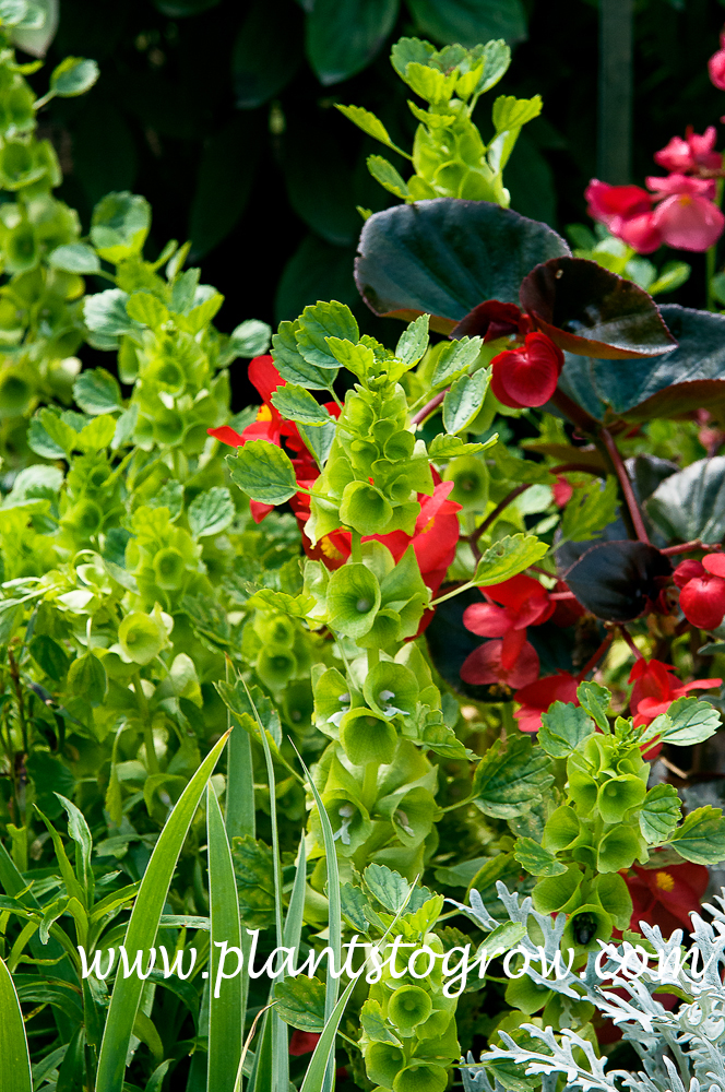 Bells of Ireland (Moluccella laevis) | Plants To Grow Plants Database ...