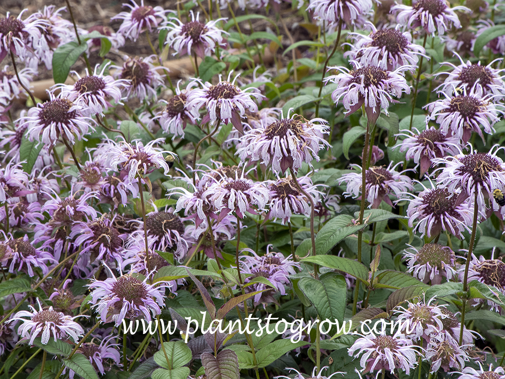 Bradbury's Monarda (monarda Braduriana) 