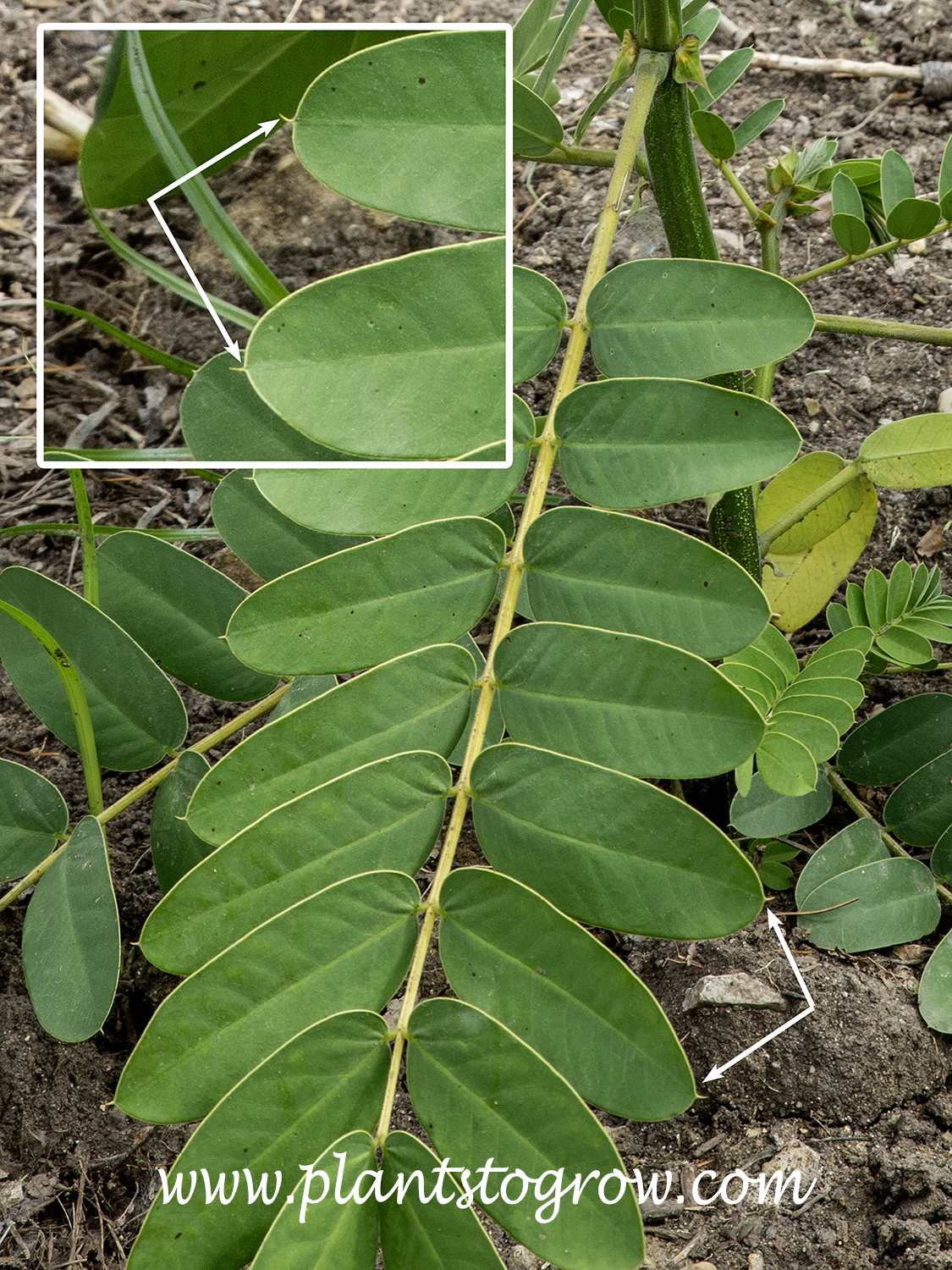 Popcorn Cassia (Senna didymobotrya) | Plants To Grow Plants Database by ...