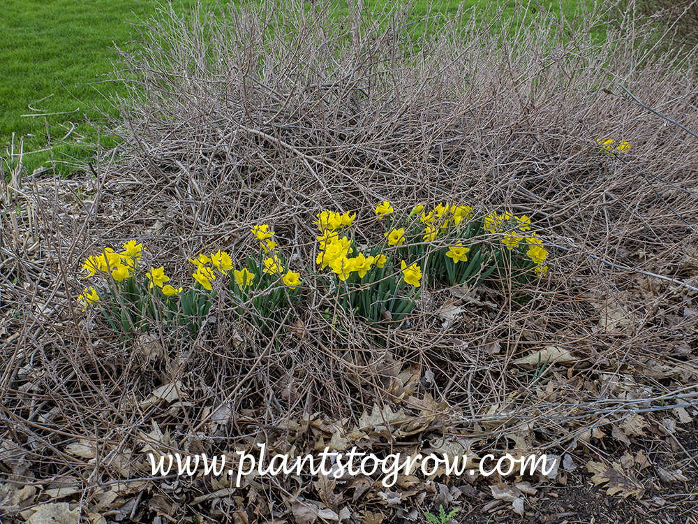 'Dutch Master' Daffodil (Narcissus) | Plants To Grow Plants Database by ...