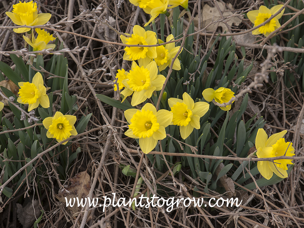 'Dutch Master' Daffodil (Narcissus) | Plants To Grow Plants Database by ...