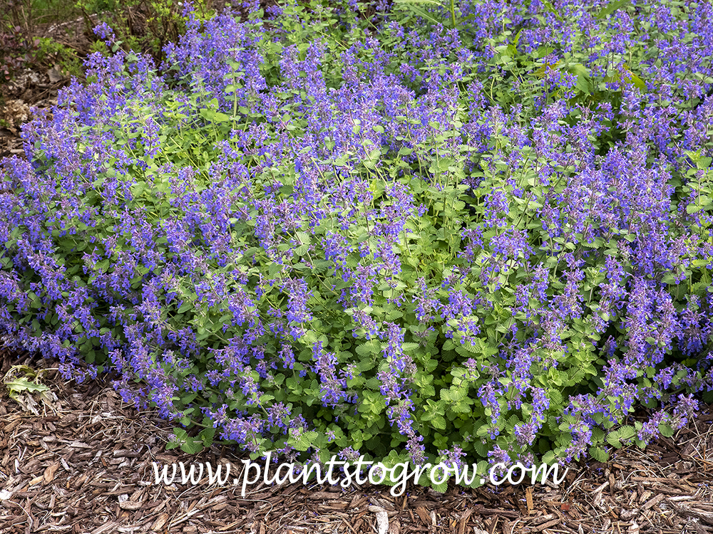 Early Bird Catmint (Nepeta x faassenii) | Plants To Grow Plants ...