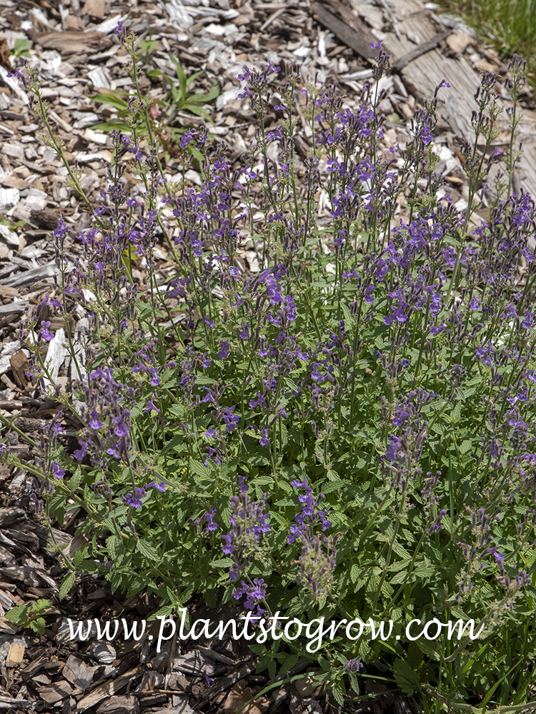 Little Trudy Catmint (Nepeta) | Plants To Grow Plants Database by Paul ...