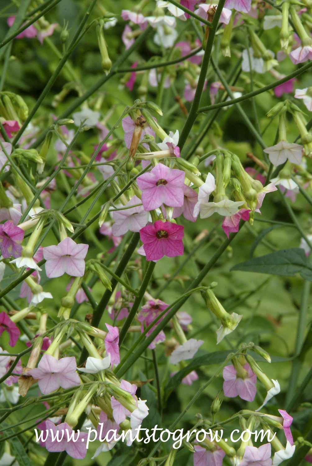 'Bella' Nicotiana | Plants To Grow Plants Database by Paul S. Drobot